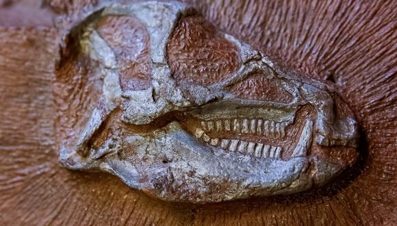 El fósil de un pequeño dinosaurio llamado Heterondotonsaurus que vagó por la tierra hace 200 millones de años. (Foto: Pierre Jayet / ESRF / AFP)