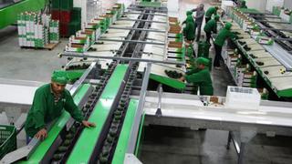 Instalan moderna planta procesadora de frutas en Lambayeque