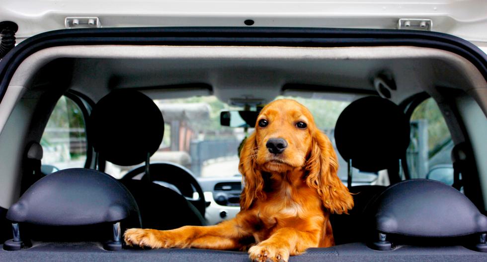 Siete Tips Para Viajar Con Tu Mascota En Un Auto Vamos El Comercio PerÚ 7499