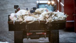 Italia sacrifica 18 millones de aves de corral por una epidemia de gripe aviar