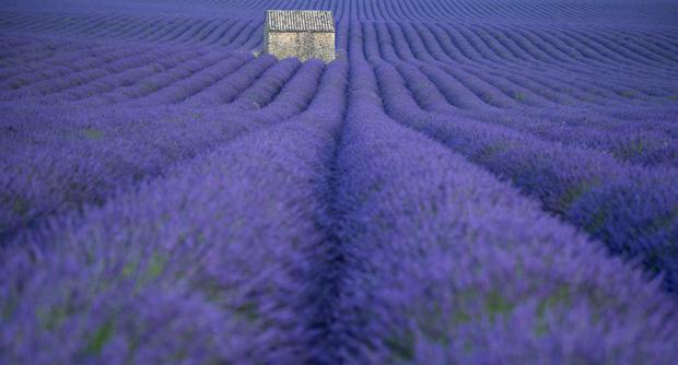 Referential photo of Provence, in France, during the flowering time of lavender. 