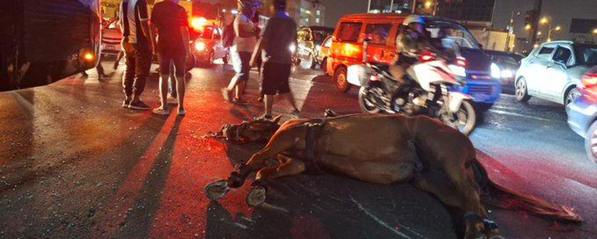 Caballo de la PNP muere durante la Noche Blanquiazul: ¿qué otras alternativas se deberían implementar para controlar las manifestaciones?