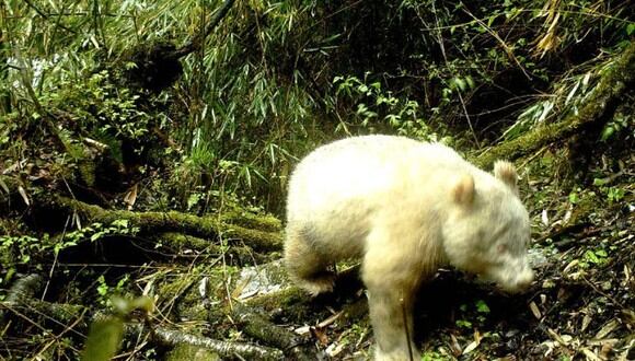 El animal fue fotografiado en abril mientras caminaba por un bosque de bambú a una altitud de 2.000 metros (Foto: Wolong National Nature Reserve)