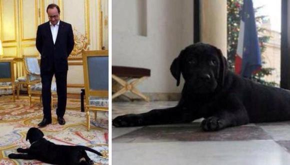 Hollande recibió una perrita como regalo de Navidad