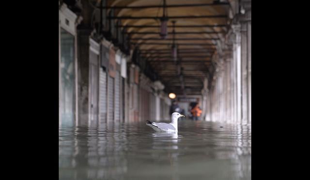 Las personas caminan cerca de una gaviota en la inundada Venecia. (Foto: AFP)