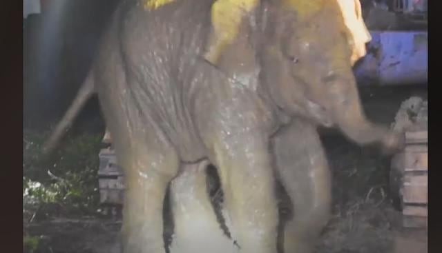 Este elefante bebé cayó a un hoyo y no podía salir. Cuando todo parecía perdido para él, una 'mano' humana apareció para darle el apoyo que necesitaba. (Foto: Facebook)