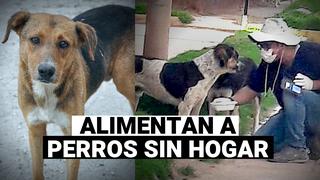 Voluntarios desafían a la pandemia para alimentar perros callejeros en Cusco