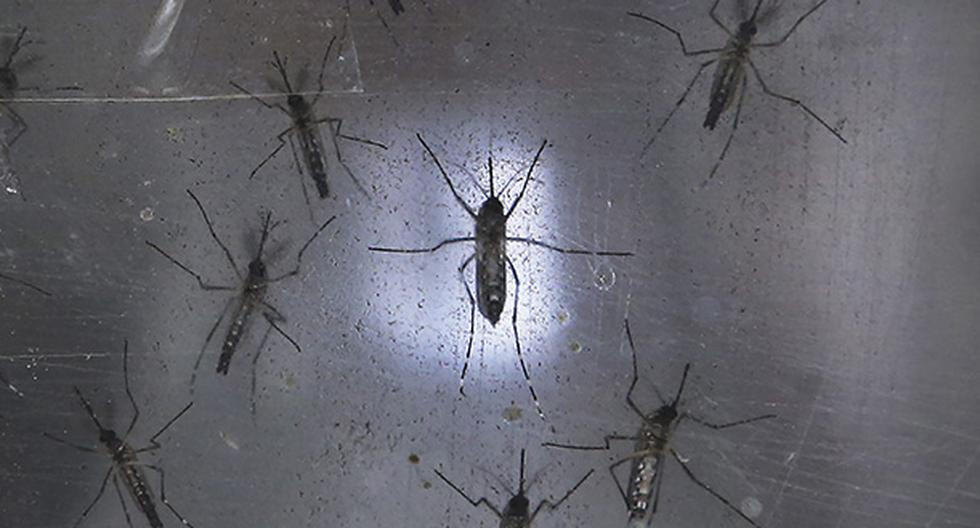 Detectan en Japón el primer caso de zika tras el brote en América. (Foto: Getty Images)