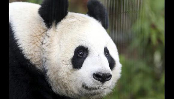 Oso panda de zoológico en Escocia perdió un embarazo