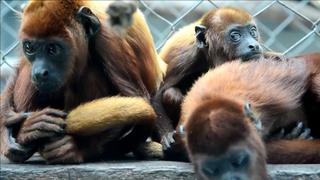 Monos aulladores rojos vuelven a casa en Colombia [VIDEO]