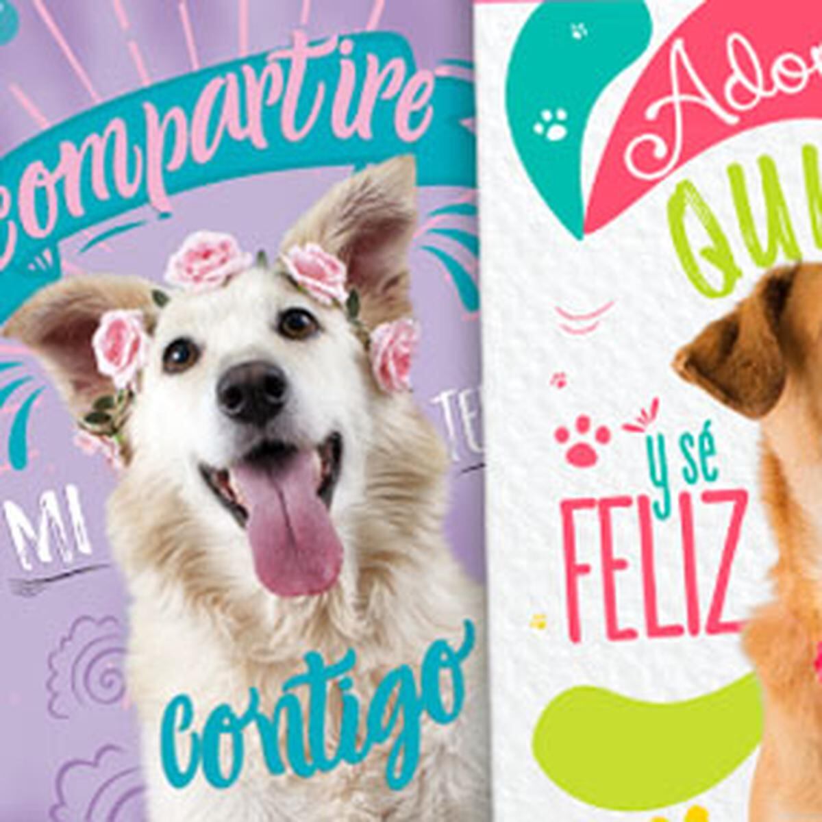 Perros y gatos sin hogar se lucen en cuadernos escolares | WUF | EL  COMERCIO PERÚ