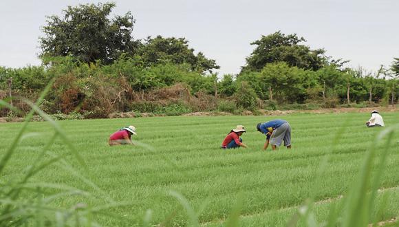 El sector agropecuario se contrajo en 1,64%. (Foto: GEC)