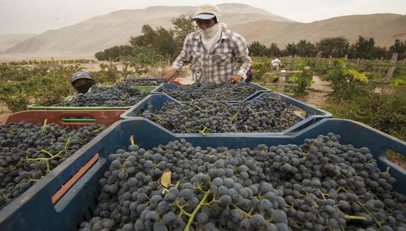Negra criolla y moscatel son las principales variedades de uva de la región.(Foto: Flor Ruiz)
