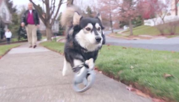 YouTube: Prótesis impresas en 3D ayudan a perro discapacitado