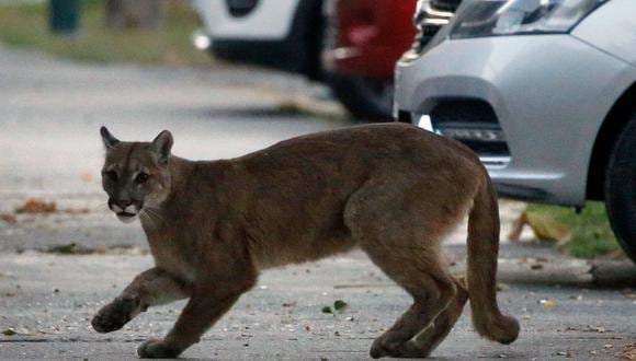 Fotografía de un puma captada en la ciudad de Santiago de Chile el pasado 24 de marzo. (Foto: ANDRES PINA/ATON CHILE/AFP)