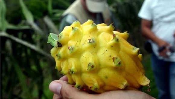 Establecen los requisitos fitosanitarios para la importación de pitahaya de Uruguay. (Foto: GEC)