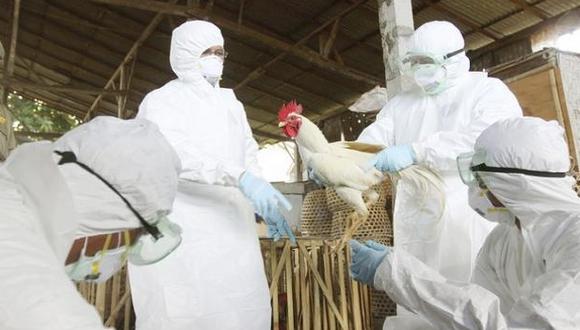 La influenza aviar es una enfermedad que no tiene cura ni tratamiento, causa alta mortalidad en aves silvestres y domésticas. (Foto: Difusión)