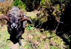 Una cabra enojada embiste a un drone y a su dueño