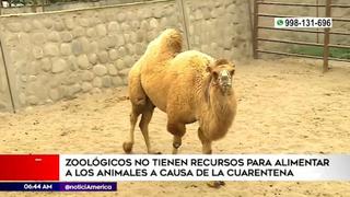 Perú: zoológicos solicitan ayuda para alimentar animales