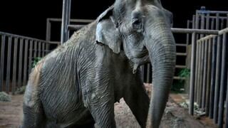 Falleció Ramba, la elefanta que era maltratada en circos chilenos