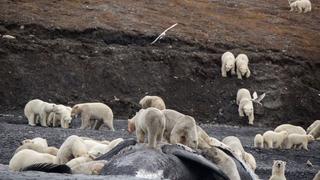 Cambio climático 'encarcela' a osos polares en una pequeña isla