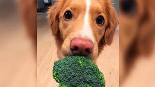 Perrito hizo hasta lo imposible para lograr comer un poco de brócoli