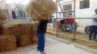 Piura: Minagri entrega kits veterinarios y forrajes a productores para 39 mil cabezas de ganado