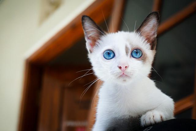 El gato se percató que su dueña no le miraba y planeó un movimiento que acabó sorprendiendo a todos. (Pixabay)