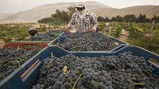 La ruta del pisco en Arequipa: dónde catar, comer y dormir