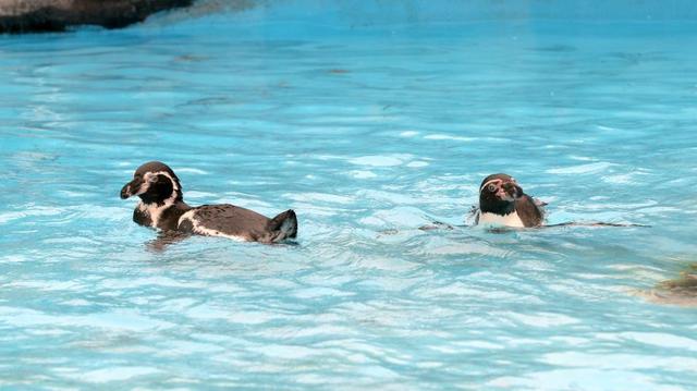 Parque de las Leyendas celebró el Día Mundial del Pingüino - 10