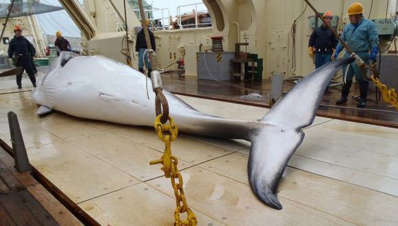 Japón inicia polémica caza de ballenas en la Antártida