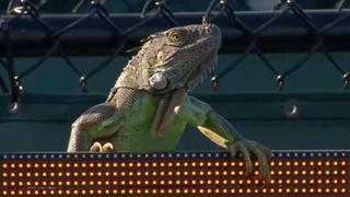 Iguana interrumpió encuentro del Masters 1000 de Miami [VIDEO]