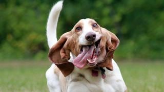 Remedios caseros y naturales para combatir pulgas y garrapatas en tus mascotas