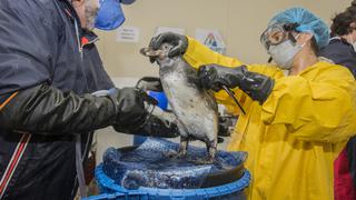 Más de 100 aves marinas han sido llevadas al Parque Las Leyendas para ser rehabilitadas tras derrame de petróleo