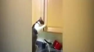 YouTube: gato fue grabado mientras robaba comida de una cocina