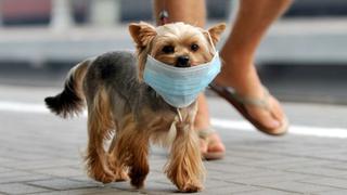 ¿Cómo afecta el humo del cigarro a las mascotas?