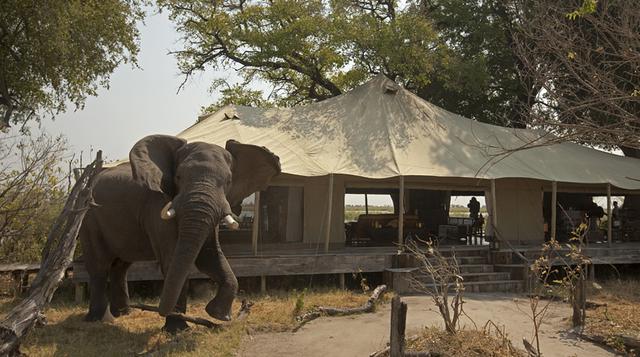 En este campamento tus invitados de honor serán los elefantes - 1