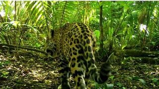 Pac-man, el jaguar que delató a traficantes chinos en México 