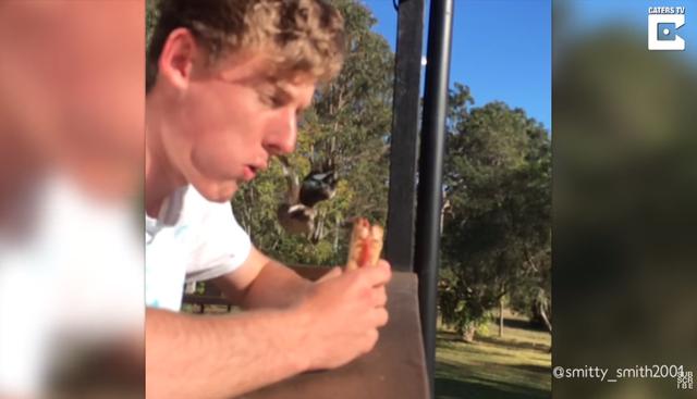 Pájaro casi le robó su desayuno a un hombre en Australia y todo quedó registrado en video. (YouTube | Caters Clips)