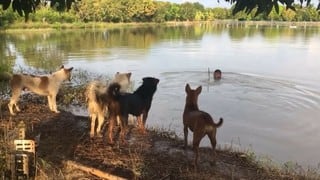 Perros recibieron broma pesada por parte de su dueño