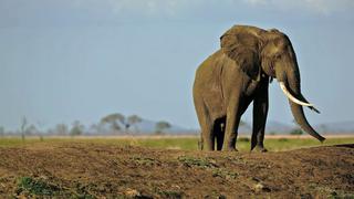 La población de elefantes africanos cae un 30% en solo 7 años