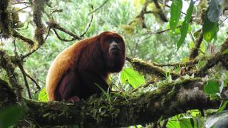 El plan para salvar a los primates en mayor peligro de extinción en el Perú