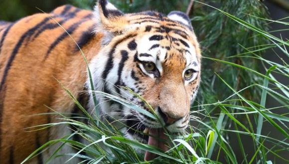 El zoológico alberga tigres de Siberia, como este del zoo de Hamburgo. (Foto: Getty)