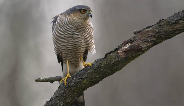 Gavilán plateado. (Foto: Shutterstock)