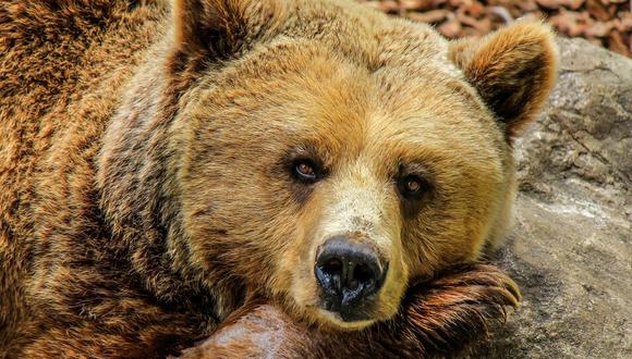 Un "oso" hizo pasar un mal rato a los visitantes de un parque nacional. (Crédito: Pixabay/Referencial)