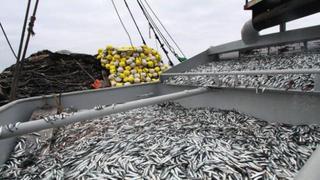 SNP: Exportaciones pesqueras crecieron 70% entre enero y julio de 2017