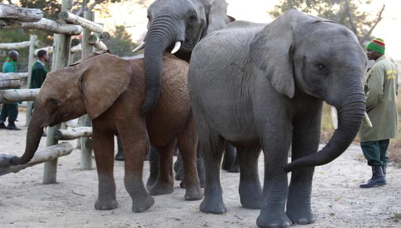 Los elefantes podrían desaparecer en un siglo