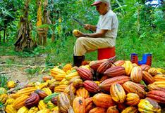 Producción de cacao alcanza récord histórico con 108,000 toneladas 