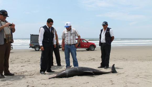 Se ha decidido cortar la cola y pintar los dientes de los delfines varados para saber cuántos animales han muerto desde los primeros días del año. (Foto: Wilfredo Sandoval)