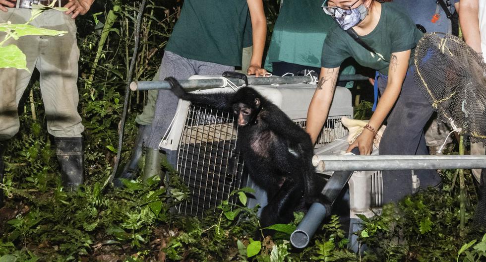 El trabajo no termina con la liberación de un nuevo grupo de maquisapas. Lo ideal es acompañar el proceso de adaptación a  sus nuevas vidas en libertad. En la foto, Maruja es liberada en la selva. (Foto: MICHAEL TWEDDLE)